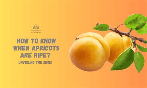 how to know when apricots are ripe