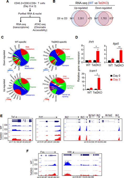 tet inactivation enhances  anti tumor activity  tumor