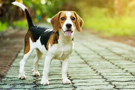 Beagle Dog Breed » Information, Pictures, & More