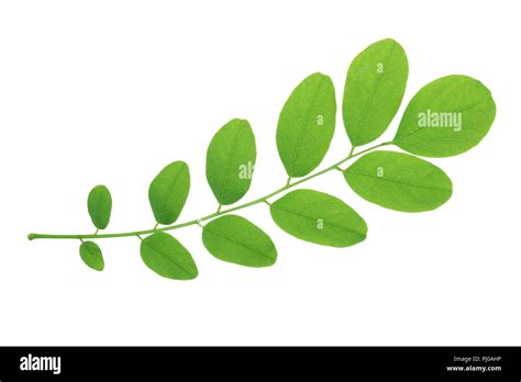 Green leaf of acacia tree isolated on white background Stock Photo - Alamy