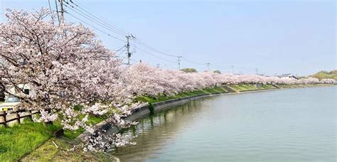 水辺にある憩いの空間！井原堤水辺公園（福岡県筑後市）｜公園専門メディアparkful