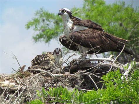 Ospreys | Blue Cypress Lake