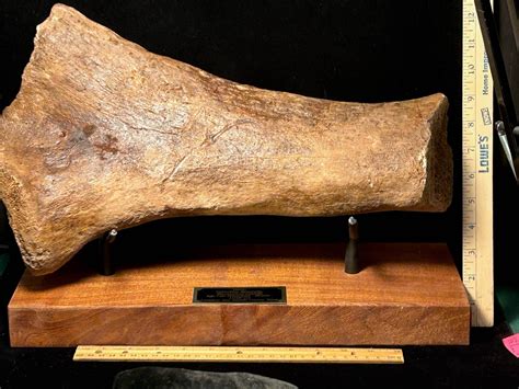 Fossilized Mammoth Tibia A The Stones Bones Collection