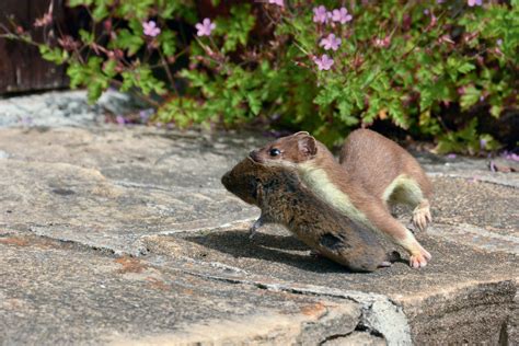 Suivez Lhermine Avec La Photographe Patricia Huguenin La Salamandre