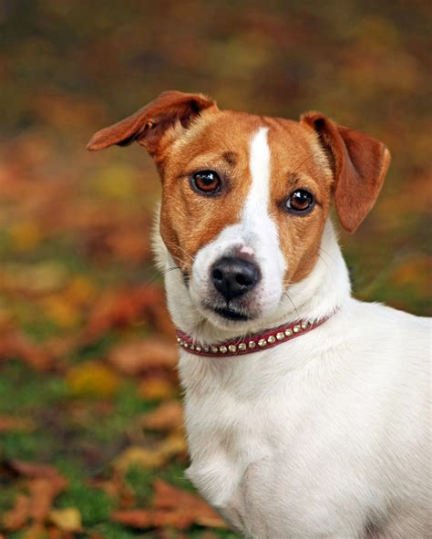 Dog Jack Russell Terrier Free Stock Photo Public Domain Pictures