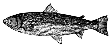Salmo Salar Fish Png Vector Psd And Clipart With Transparent