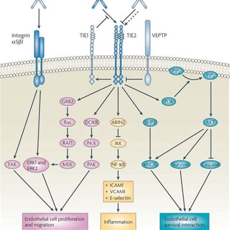 Schema Of The Angiopoietin12 And Tie 2 Pathway From Huang H Et Al