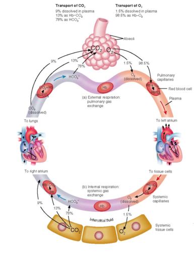 BIOL 209 Unit 3 Flashcards | Quizlet