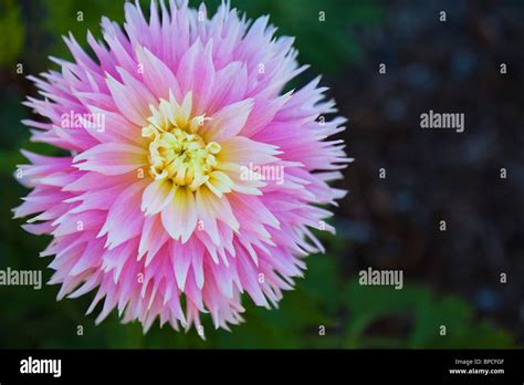 Gay Princess Dahlia Hi Res Stock Photography And Images Alamy
