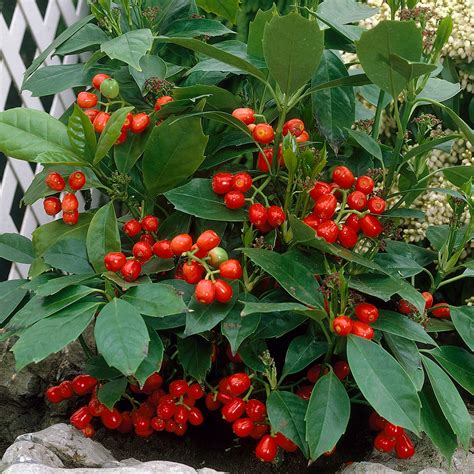 Aucuba 'Rozannie' | Spotted Laurel – Gardeners Dream