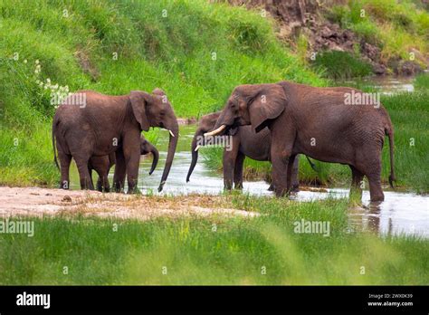 African Elephants In Tarangire National Park Tanzania Stock Photo Alamy