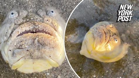 Video of deep-sea fish shocks onlooker, terrifies social media