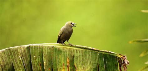 Nature Wild Birds - Free photo on Pixabay