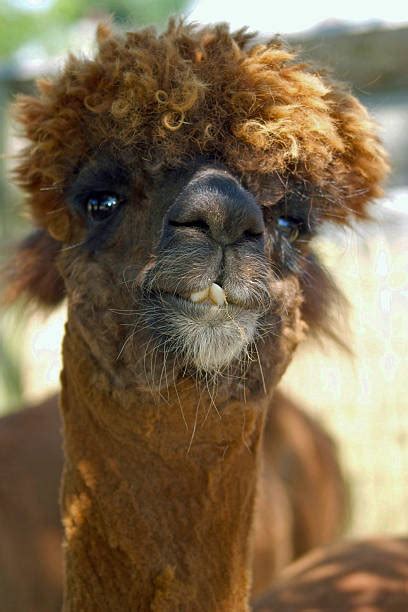 Llama Smile Teeth