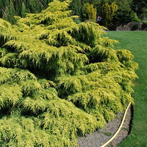 Можжевельник пфитцериана Old Gold купить оптом в Бресте