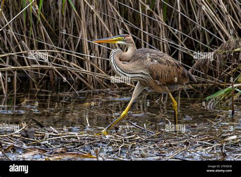 Purple Heron Ardea Purpurea Stock Photo Alamy