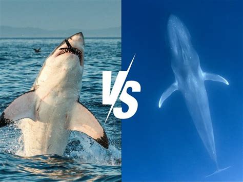 Blue Whale vs Great White Shark Who Would Win? Size Comparison - Holaai.org