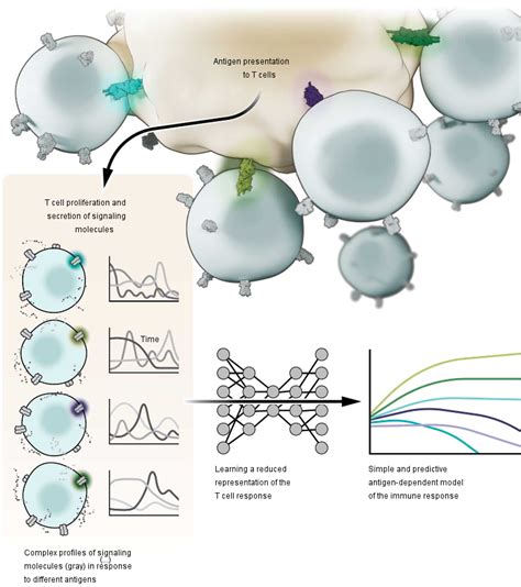 T Cell Immune Responses Deciphered Science