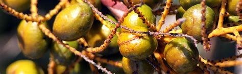 Harvesting Palmetto Berries Requires a Permit; Violators Face ...