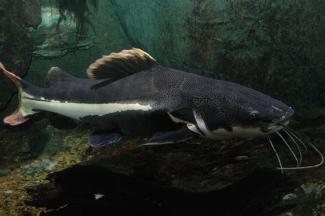 Os Maiores Peixes De Gua Doce Do Brasil Vida De Bicho Comportamento