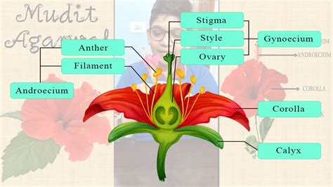 Flower Dissection Hibiscus Flower Parts Of A Flower Explanation