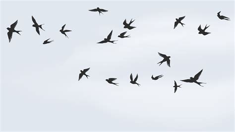 The Internet is freaking out over video of hundreds of birds dropping dead