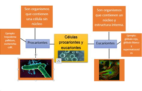 Celula Eucariota Y Procariota Mapa Conceptual Bertad Porn Sex Picture