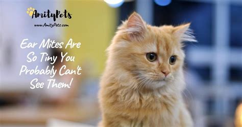 How To Tell If My Cat Has Ear Mites Common Symptoms And Treatments