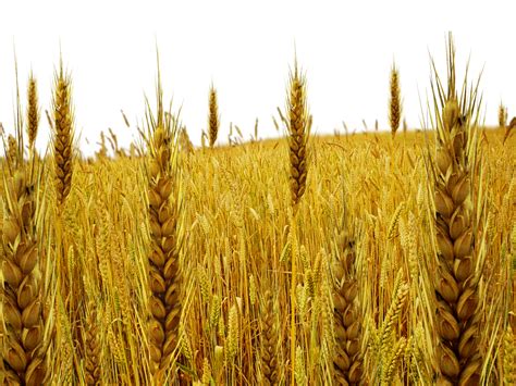 Wheat Field Png Transparent Images