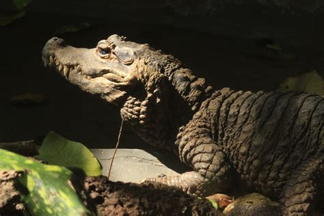 What the libertys owl and raptor centre does for wildlife 6