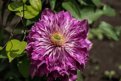 Clematis Kaiser: leírás, metszési csoport, a fajta termesztésének módja ...