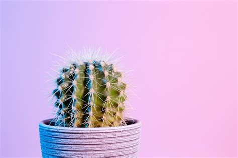 Premium Photo Neon Cactus Green Cactus In Gray Pot On Pink Background