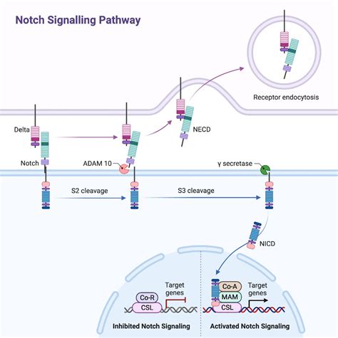 Notch Signaling Pathway Biorender Science Templates
