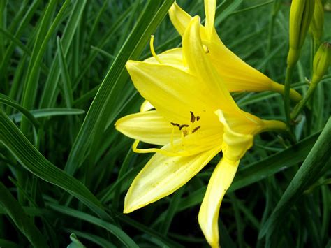 Hemerocallis Lilioasphodelus Liliaceae Twacar Flickr