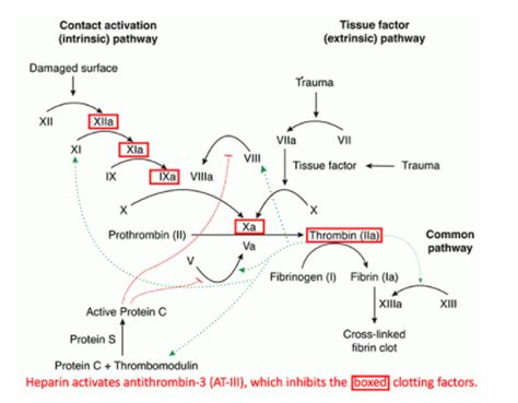 Direct Oral Anticoagulants DOACs Dabigatran