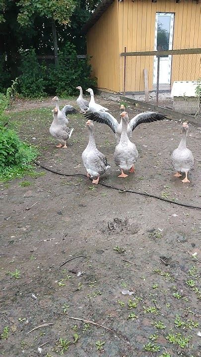 Плохая погода, не беда! Гусям 🪿 по-барабану - YouTube