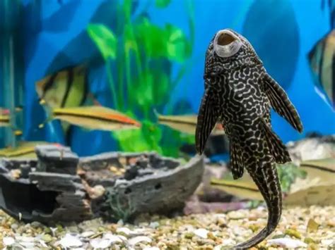 Sucker Fish Care Guide & Species Profile | Fishkeeping World