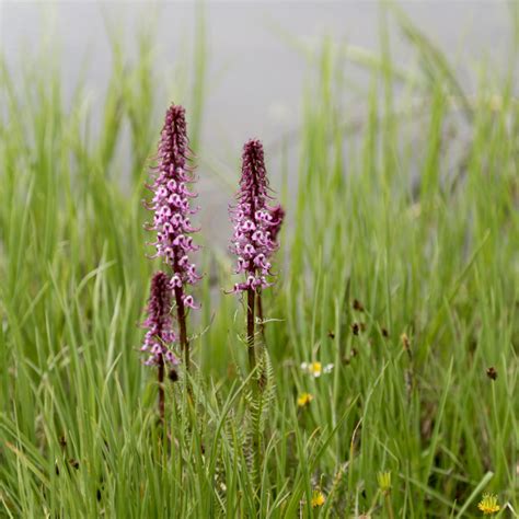 Crested Butte Wildflower Guide - Travel Crested Butte