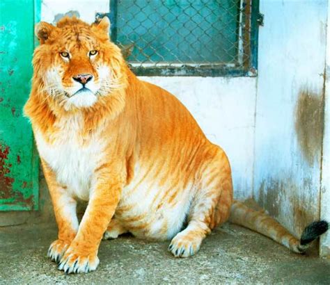 Liger Facts Big Cat Rescue Elink