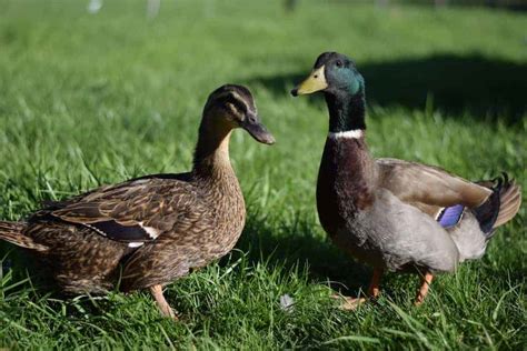 Ducks VS Chickens - What are the differences? - Boots & Hooves Homestead