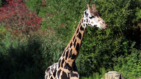 Zoo Leipzig muss Giraffe Ashanti einschläfern Antenne Sachsen