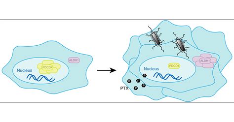 Clinical Significance of Porphyromonas gingivalis Enriching Cancer Stem ... 
