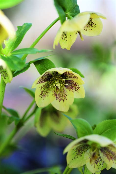 Best rabbit repellent plants: 10 plants to protect your yard | Homes