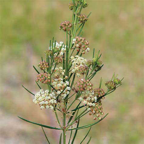 Asclepias verticillata (Whorled Milkweed)