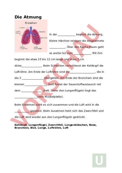 Arbeitsblatt: Die Atmung - Biologie - Anatomie / Physiologie