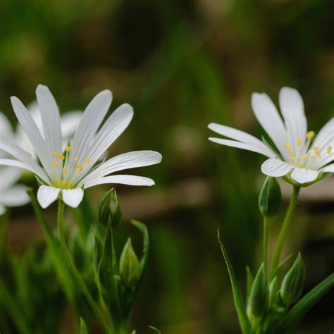 Stellaria holostea - Bloemerij