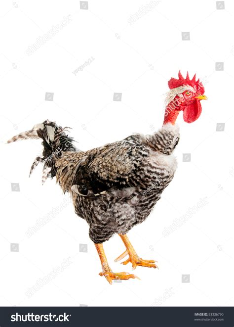 Naked Neck Rooster Isolated Stock Photo Shutterstock