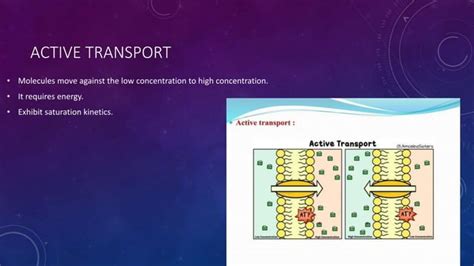 Active Transport Primary And Secondary Transport Pptpptx