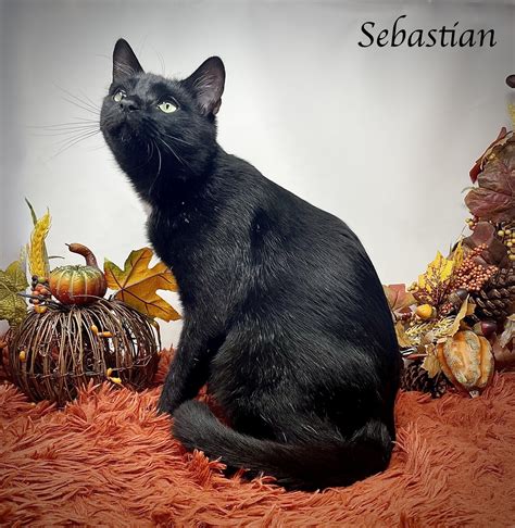sevier county humane society animal shelter 8