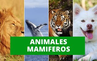 animales mamiferos animales del peru
